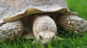 Tortise