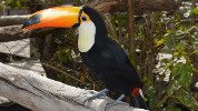 Toucan